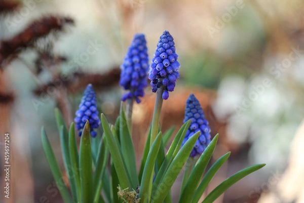 Fototapeta Muscari
