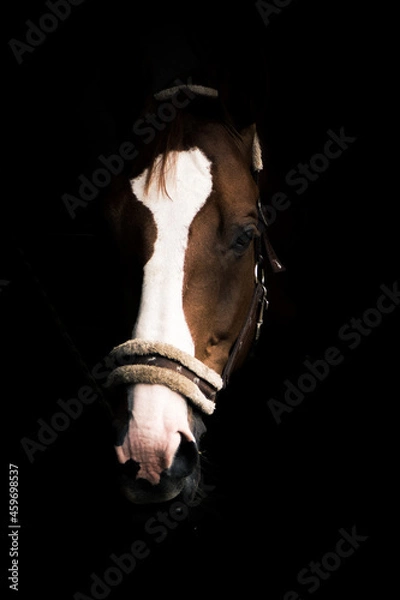 Obraz Pferd in der Box