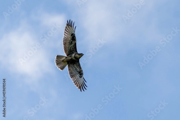 Fototapeta Greifvogel in der Luft