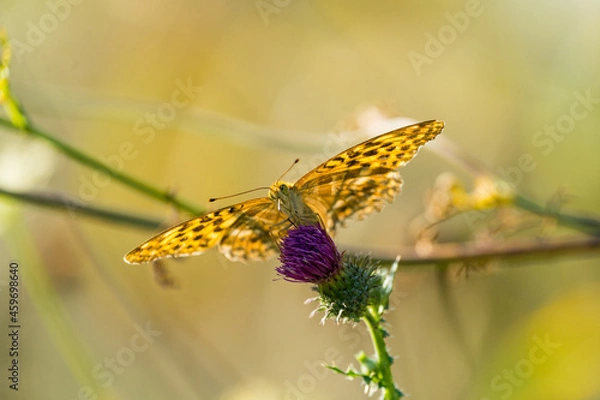 Fototapeta Schmetterling
