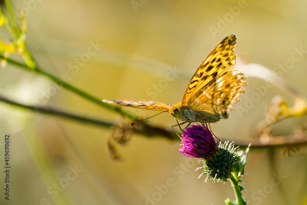 Fototapeta Schmetterling