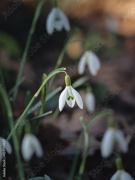 Fototapeta Schneeglöckchen