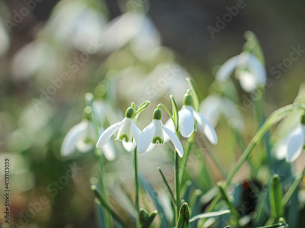 Fototapeta Schneeglöckchen