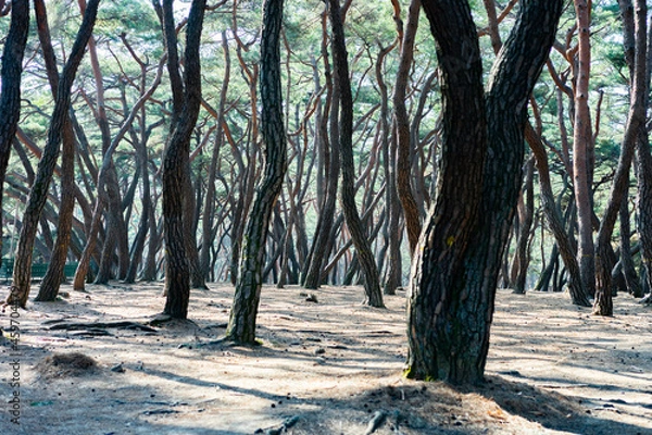 Obraz Pine trees in Samneung Forest (삼릉숲의 소나무)