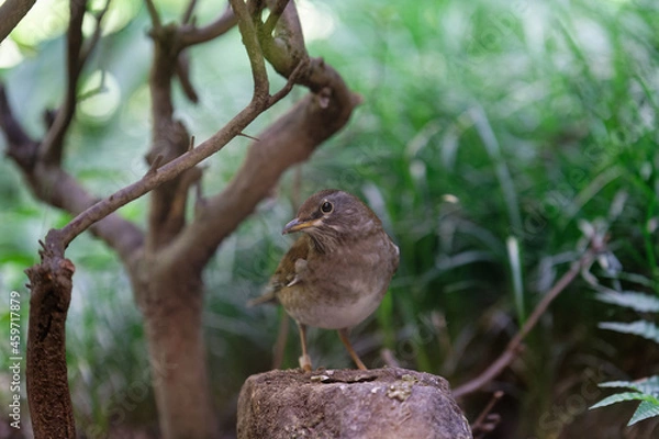 Obraz 森のシロハラ