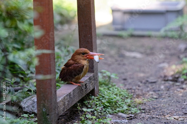 Obraz エサをとらえるアカショウビン