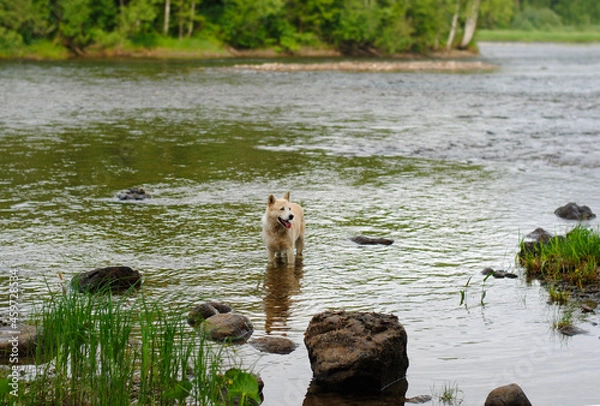 Fototapeta The dog is in the water on the river
