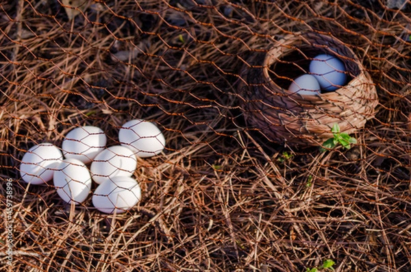 Obraz nest with eggs