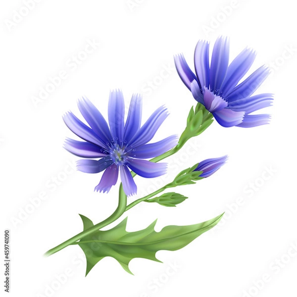 Obraz Flowers and root of the chicory plant. A useful medicinal herb.