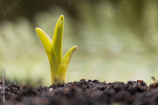 Fototapeta Trieb kommt aus der Erde