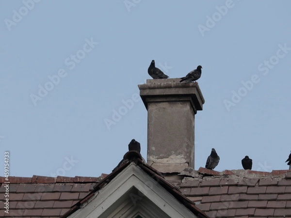Obraz pigeons on the roof