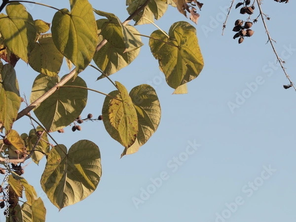 Obraz autumn leaves against blue sky