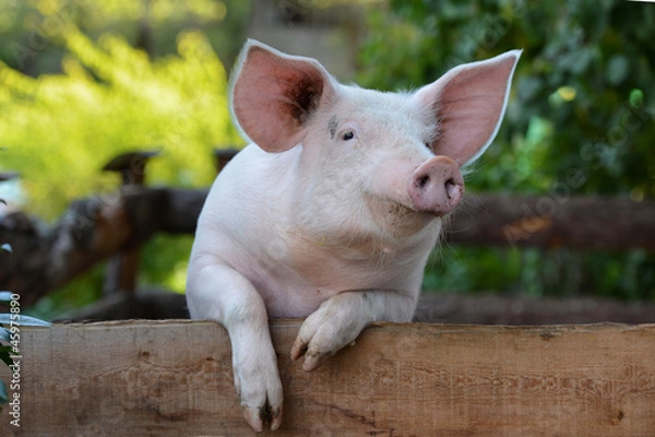 Obraz Świnia domowa