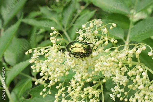 Obraz Käfer auf Blüte