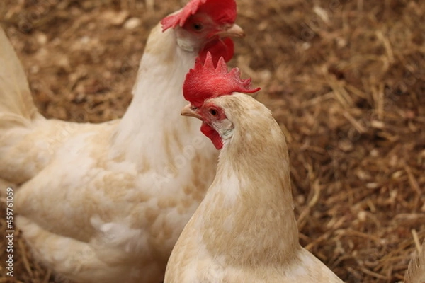 Obraz Hühner im Freien