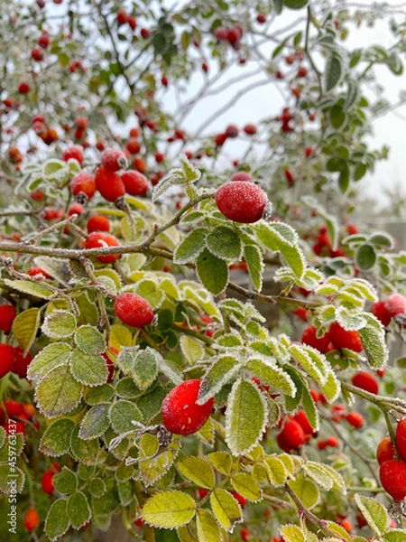 Obraz Frozen rose hips covered with hoarfrost
