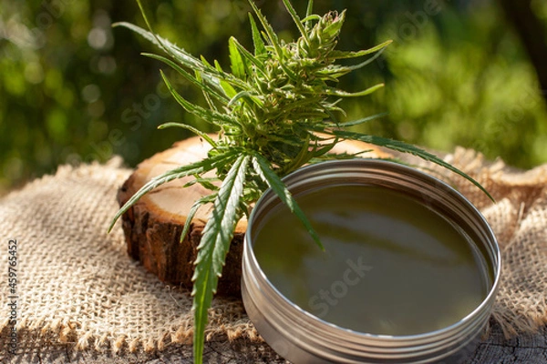 Obraz Cannabis green balm. Marijuana bud flower. Wooden log close up background.