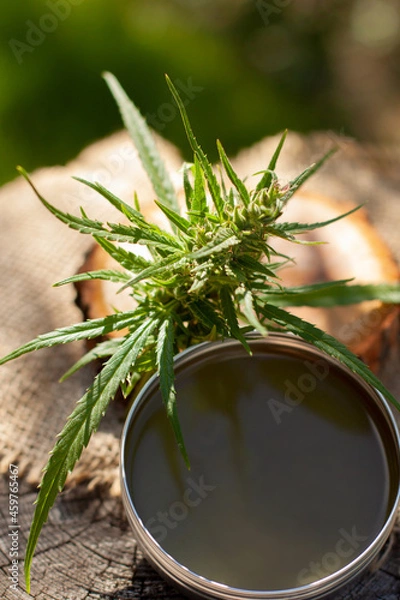 Fototapeta Cannabis green balm. Marijuana bud flower. Wooden log close up background.