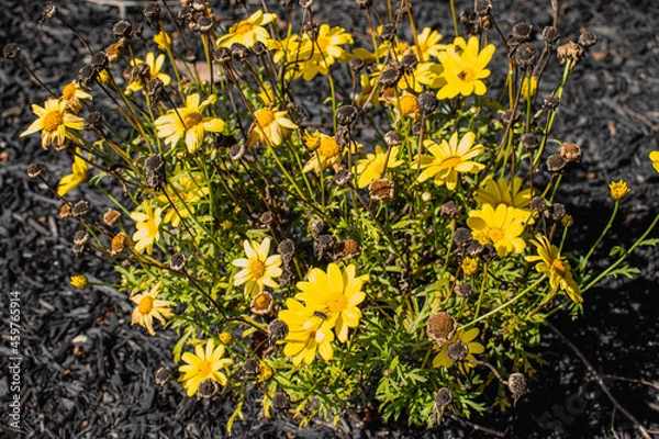 Fototapeta Outside in fall autumn in Vermont