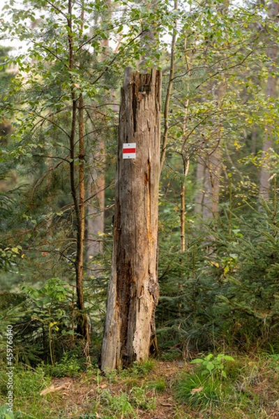 Obraz Wegweiser an einem Baum