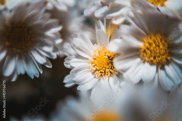Obraz daisy flower closeup
