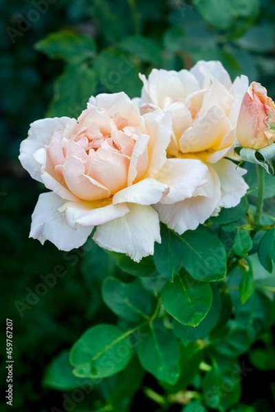 Obraz Blossom pink roses in garden