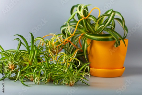 Obraz Indoor flower on a gray background.