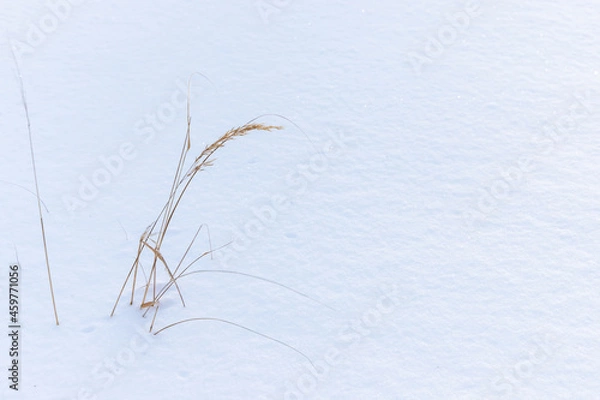 Fototapeta Winter landscape with a dry grass in white snowdrift