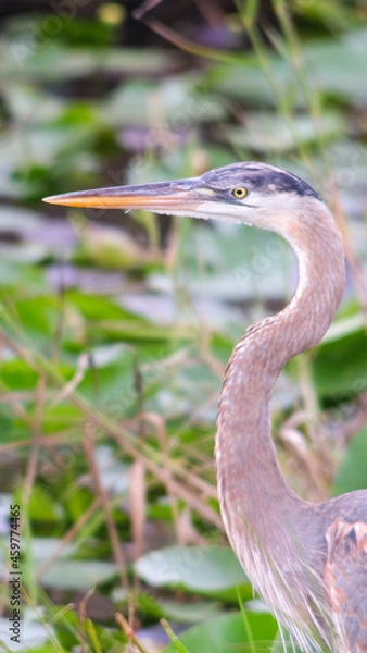 Obraz Heron Hunting I