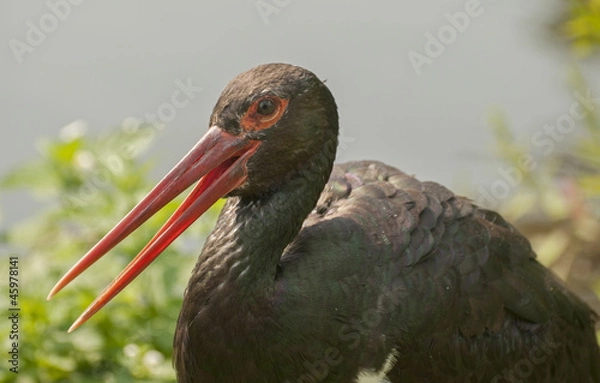 Obraz Black stork