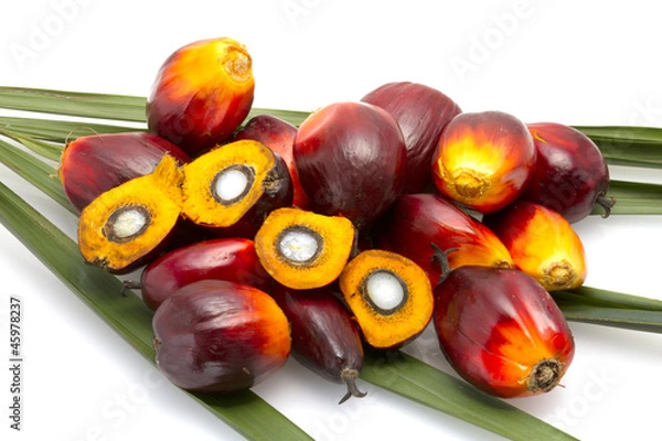 Obraz palm oil