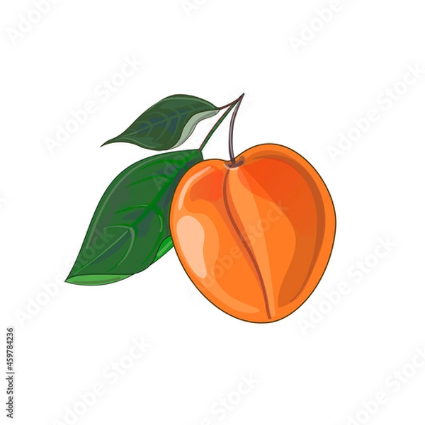 Fototapeta Orange apricot with two leaves in cartoon style. Stock vector illustration isolated on a white background.
