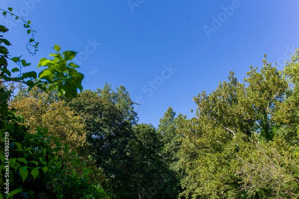 Fototapeta trees and sky