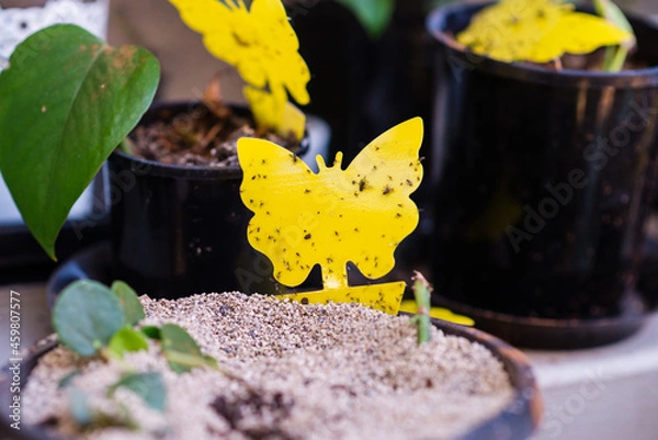 Obraz fungus gnat trap