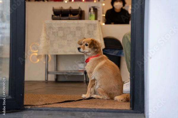 Obraz 산책나온 강아지