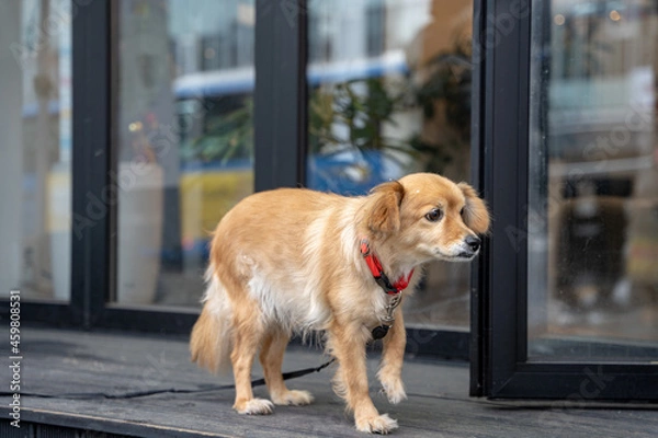 Obraz 산책나온 강아지