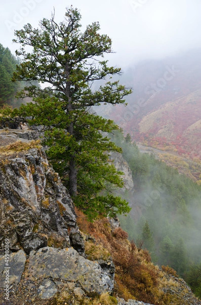 Fototapeta Lone pine