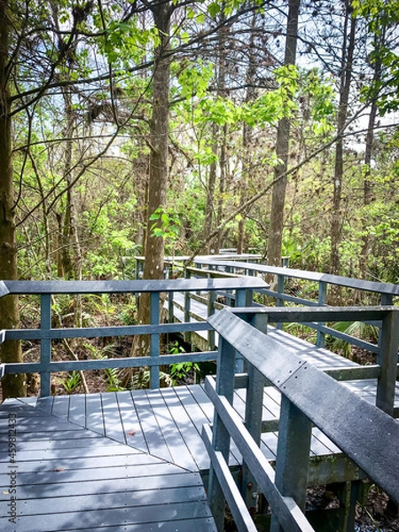 Obraz path in Fern Forest Nature Center