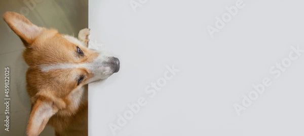 Fototapeta Corgi dog climbs up on white table and looking forward to area for copy space in kitchen room.
