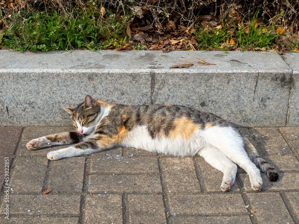 Obraz 고양이 낮잠