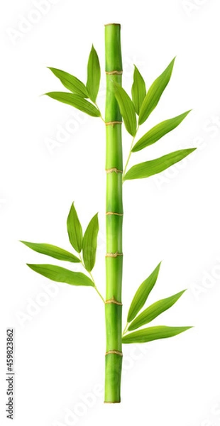 Obraz Green bamboo with leaves isolated on white background