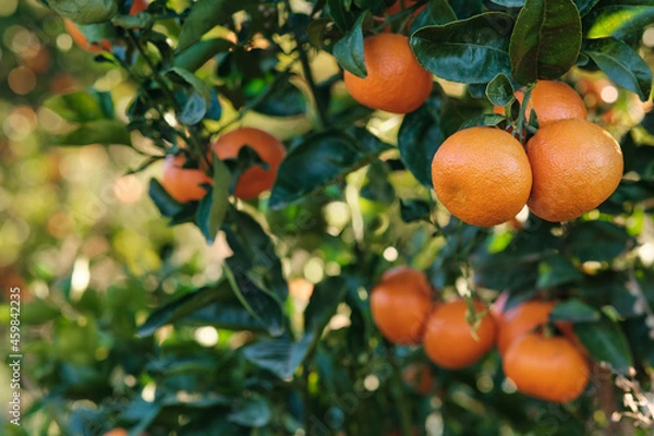 Fototapeta Mandarin oranges hanging from a laden fruit tree in an orange orchard.