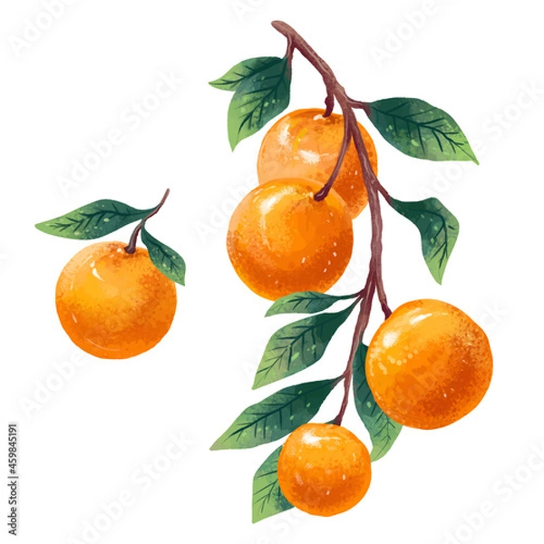 Fototapeta Illustration of sprig of tangerines and a separate tangerine drawn in digital art style
