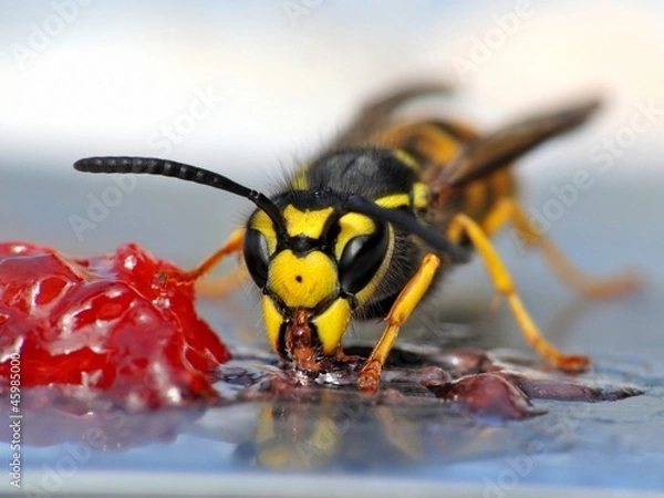 Fototapeta Wasp jedzą galaretkę