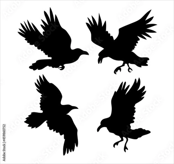 Fototapeta Set of realistic raven vector silhouettes for icons. Hand drawn style