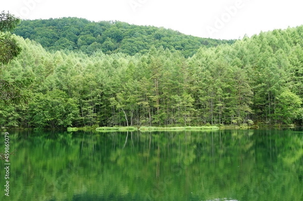 Fototapeta 気楽に行った八ヶ岳の一泊旅行です。 御射鹿池の小ささにびっくりでしたが、緑の世界 森 山 水面 反射 驚きの絵がありました。