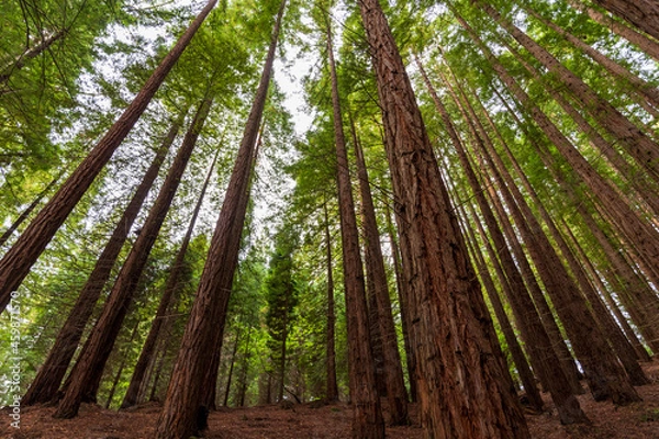 Obraz Redwoods forest.