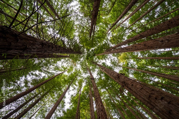 Obraz Trees in the forest. Redwoods forest, Cantabria, Spain