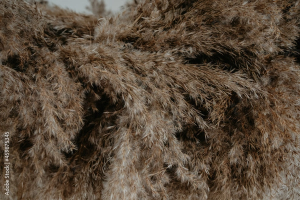 Fototapeta wheat, dried flower of dark brown color
