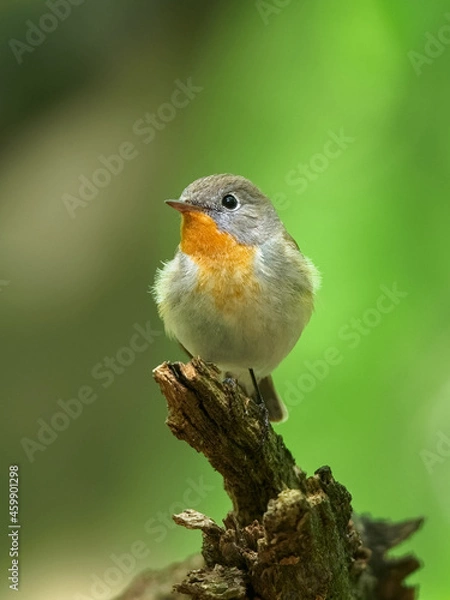 Fototapeta Red-breasted Flycatcher (Ficedula parva) sitting and singigng on the branch in the green forest